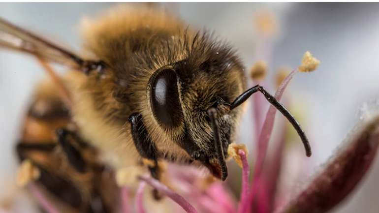 Виявлена здатність бджіл очищати повітря