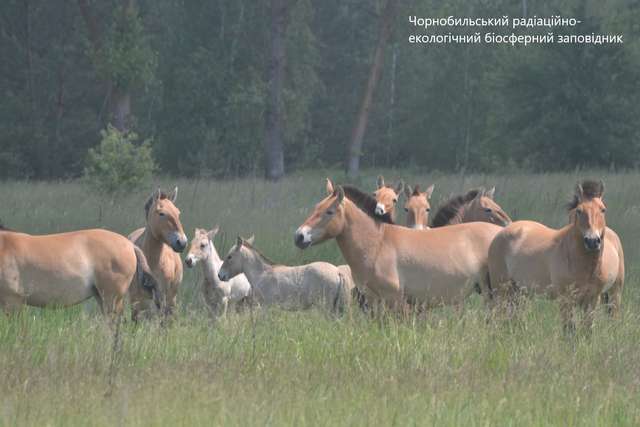 У Чорнобилі збільшився табун коней Пржевальського: є молоді лошата_2