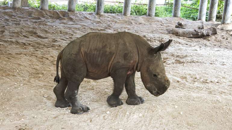 В американському зоопарку народився рідкісний білий носоріг