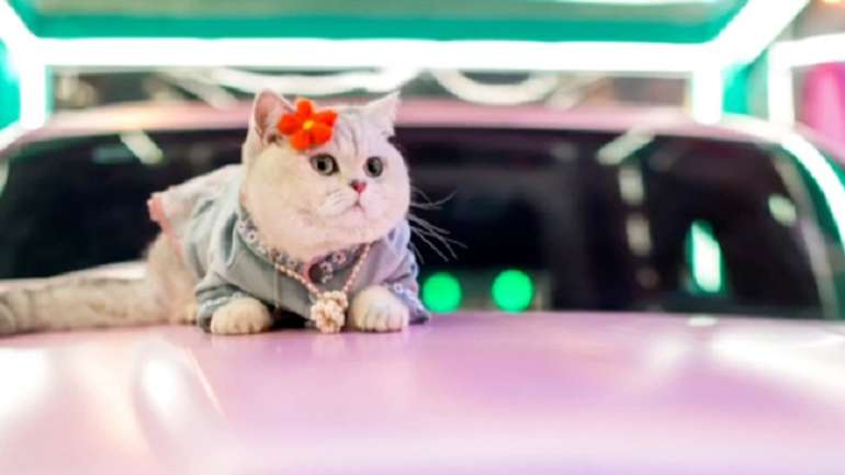 У Китаї моделлю на автовиставках працює кішка, яка отримує 10 тисяч юанів за вихід