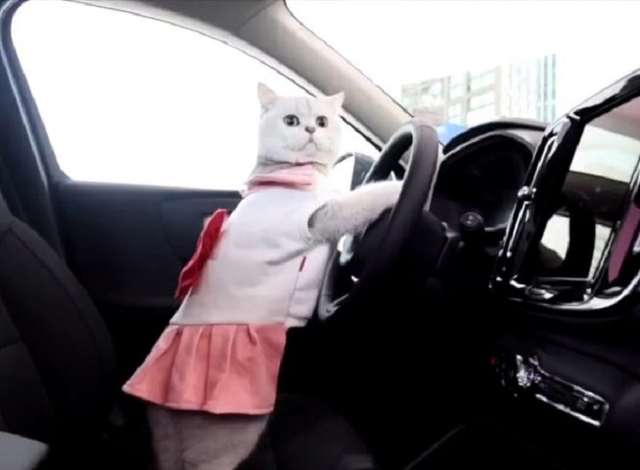 У Китаї моделлю на автовиставках працює кішка, яка отримує 10 тисяч юанів за вихід_4