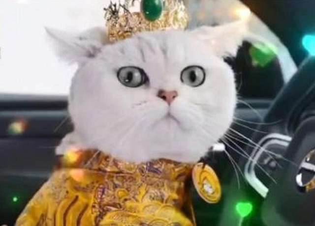 У Китаї моделлю на автовиставках працює кішка, яка отримує 10 тисяч юанів за вихід_6