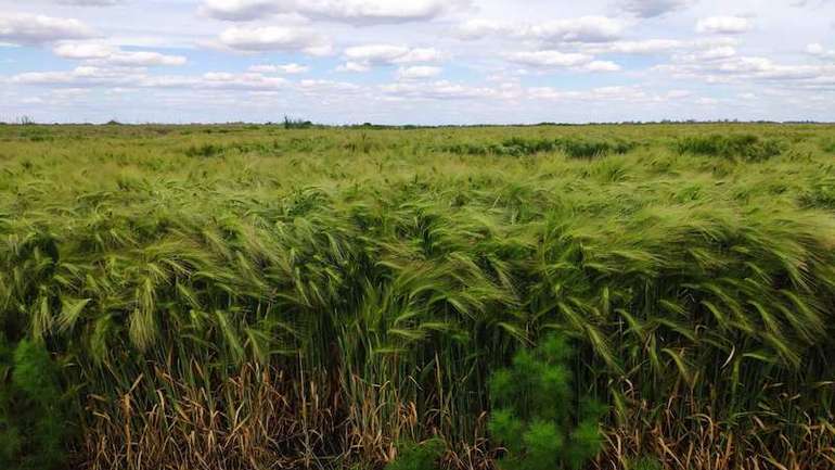 У Херсонській області дощами залило до чверті врожаю зернових культур