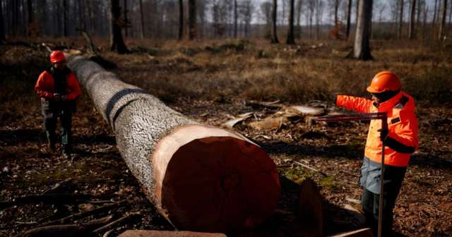 У Франції зрубали перші віковічні дуби для реконструкції Нотр-Даму_1