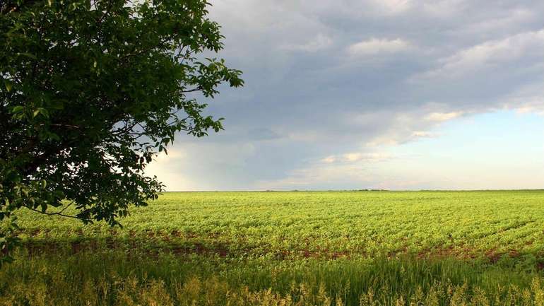 Найбільше сільгоспугідь купують на Полтавщині та Вінниччині