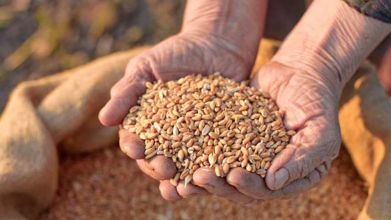 Жнива у розпалі: понад 1 млн т зерна зібрали в Україні