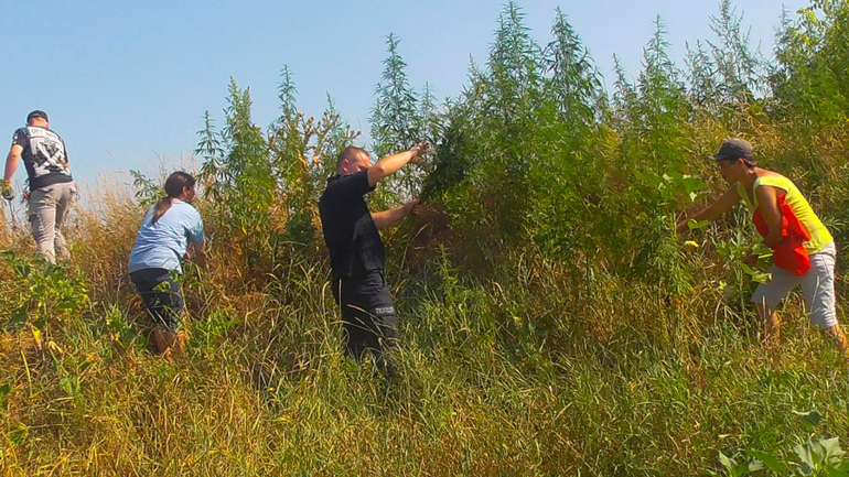 У Ромодані виявили посіви нарковмісних рослин