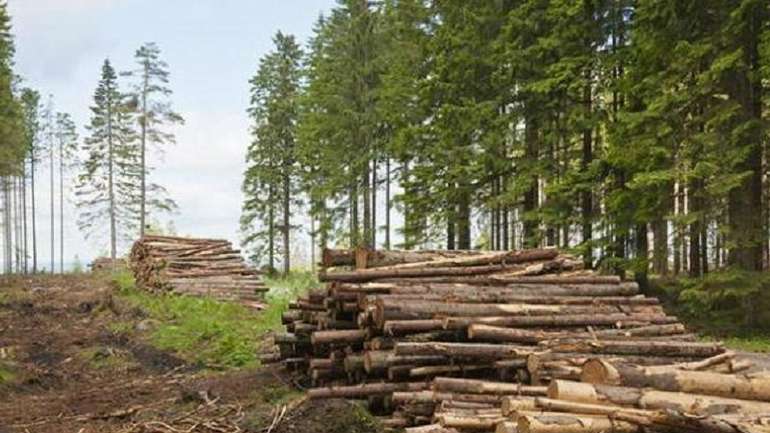 Лісова галузь України потребує реформування