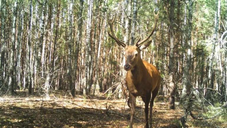 У Чорнобилі фіксують ріст популяції оленя благородного