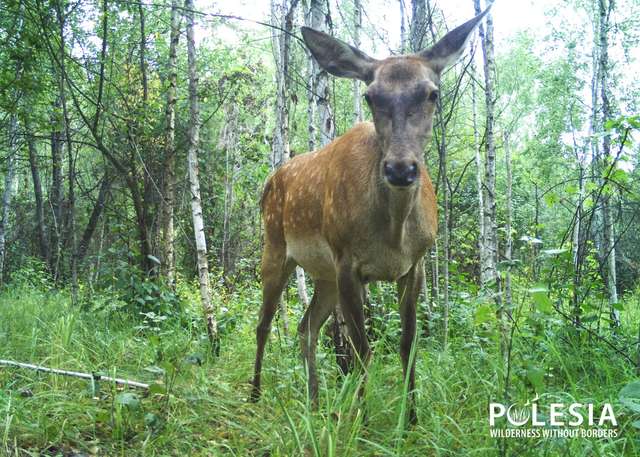 У Чорнобилі фіксують ріст популяції оленя благородного_6