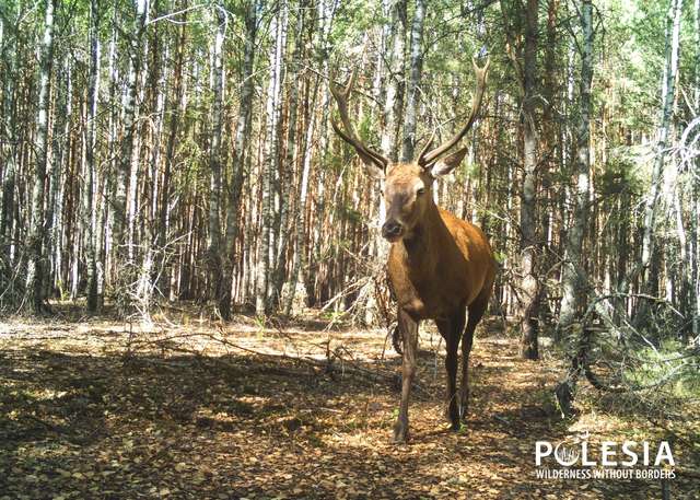 У Чорнобилі фіксують ріст популяції оленя благородного_8