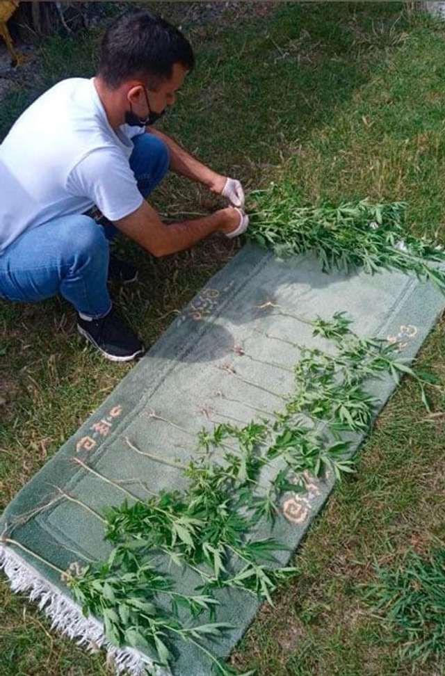 У Миргородському районі виявили цілі плантації опіатів_1