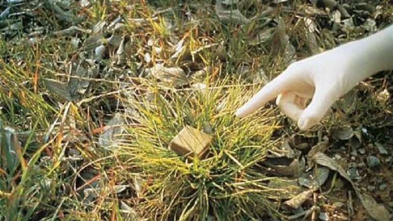 Влада Гребінки оголосила про імунізацію диких тварин проти сказу