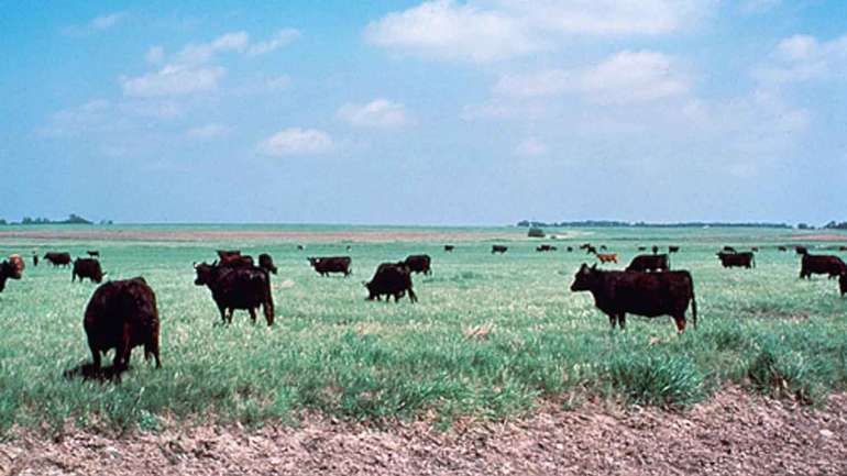 Виробництво яловичини та баранини в Україні визнано збитковим