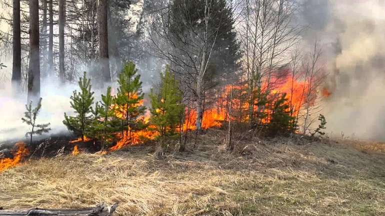 У Полтавському районі загасили лісову пожежу