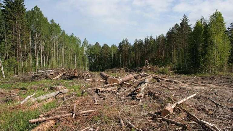 Суцільні вирубки у Карпатах припиняються, — голова Держлісагентства