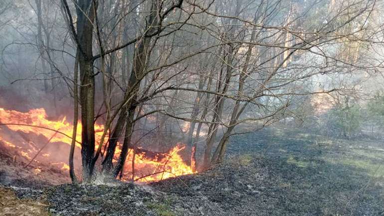 Вогнеборці ліквідували лісову пожежу у Полтавському районі