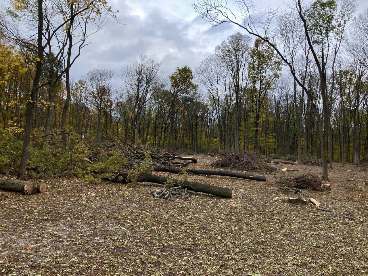 На Черкащині невідомі зловмисники рубають ліс у Холодному Яру