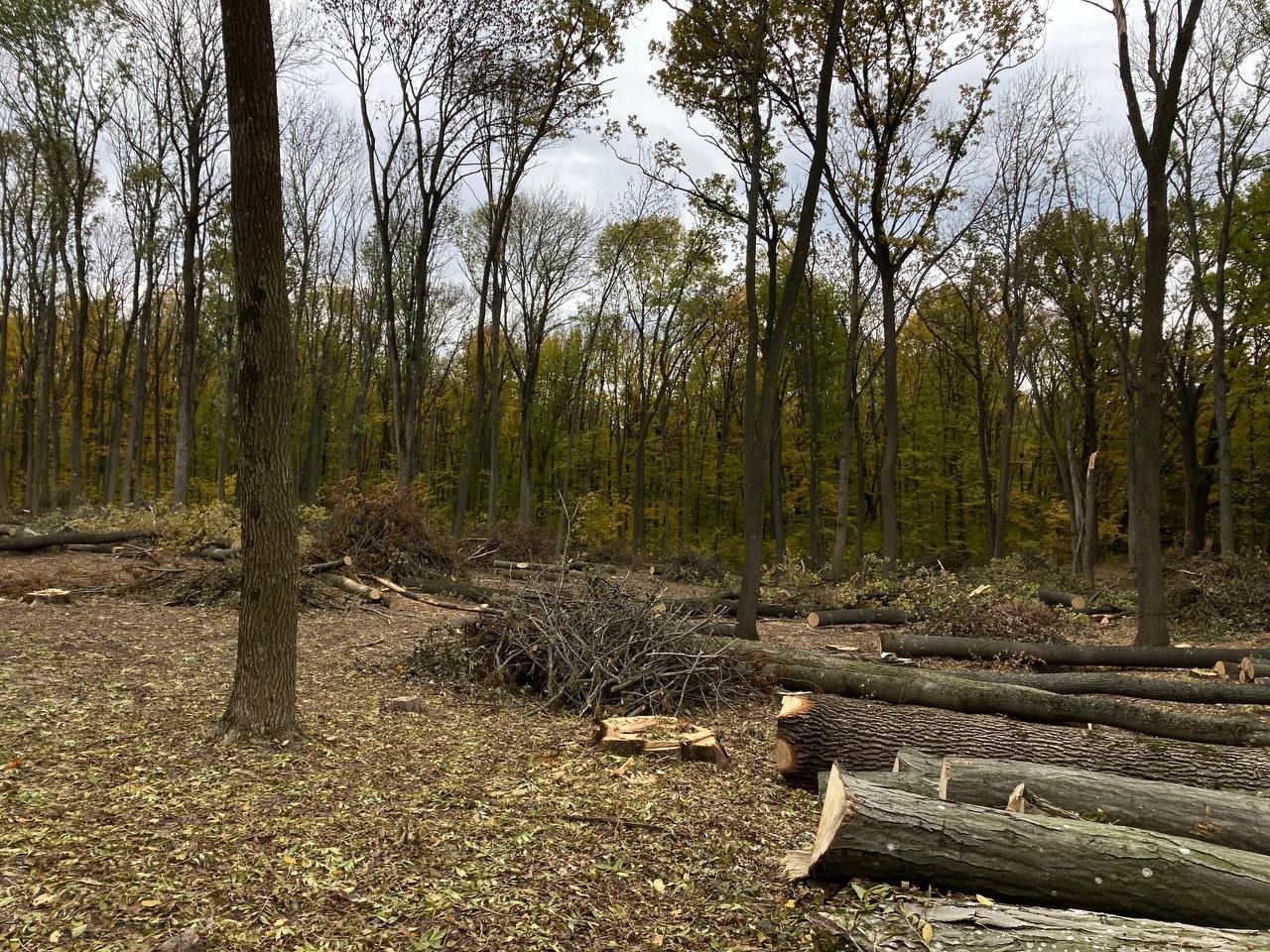 На Черкащині невідомі зловмисники рубають ліс у Холодному Яру_1