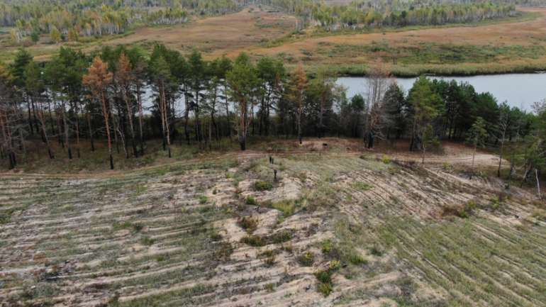39 млн грн – ціна знищеного лісу у Чернігівській області