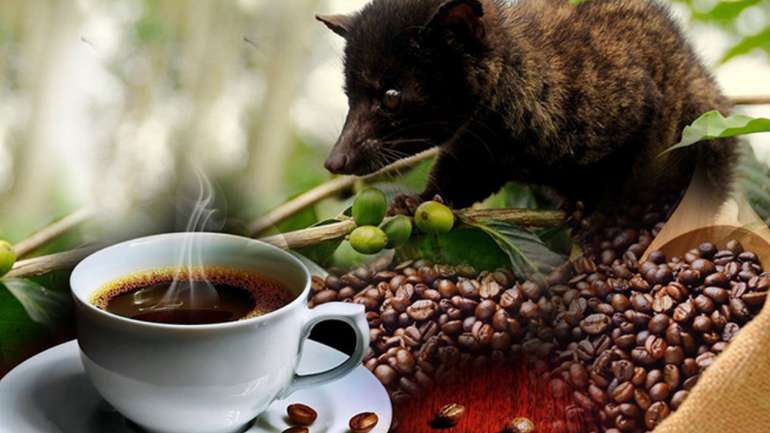 Найдорожча кава у світі – продукт життєдіяльності індонезійського мусанга