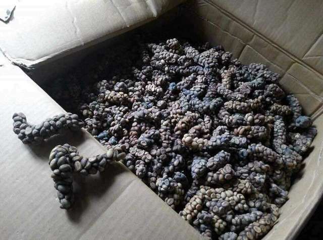 Найдорожча кава у світі – продукт життєдіяльності індонезійського мусанга_3