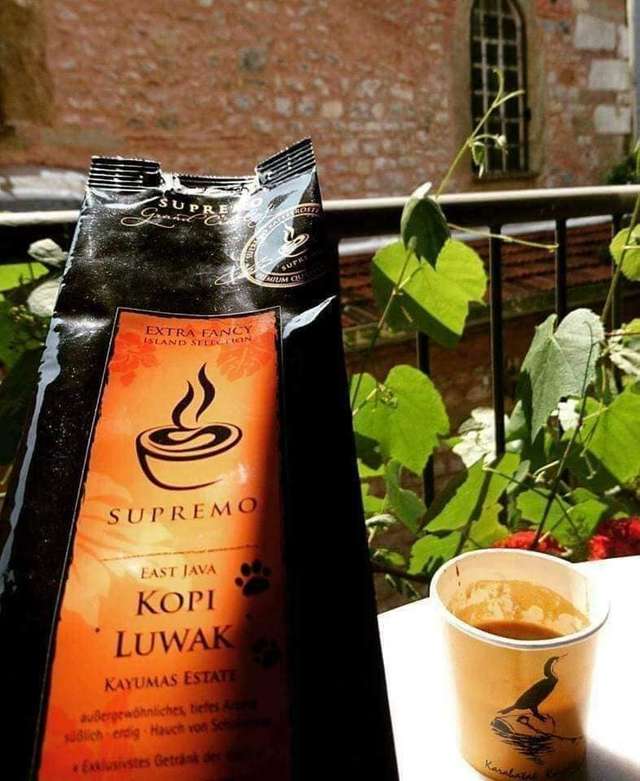 Найдорожча кава у світі – продукт життєдіяльності індонезійського мусанга_6