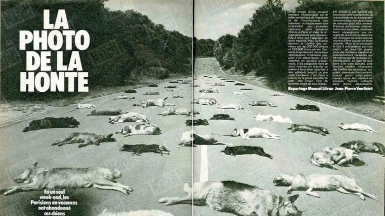 Символ споживацтва і комфорту – 140 мертвих собак на дорозі до моря