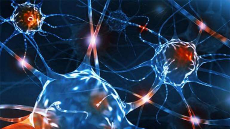 Як відновити нервові клітини та покращити роботу мозку