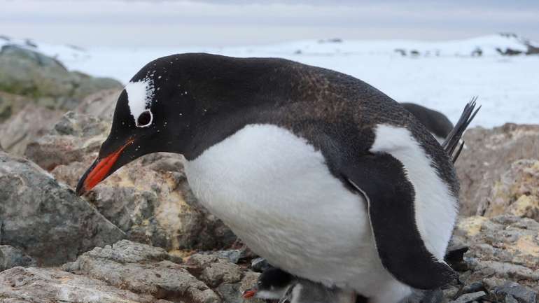 Полярники показали пінгвіненят, що народилися на станції «Академік Вернадський»