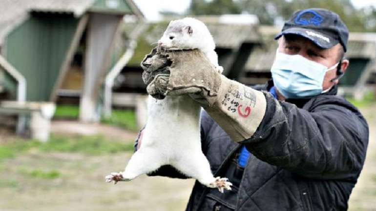 В Італії більше не будуть вирощувати тварин для хутра