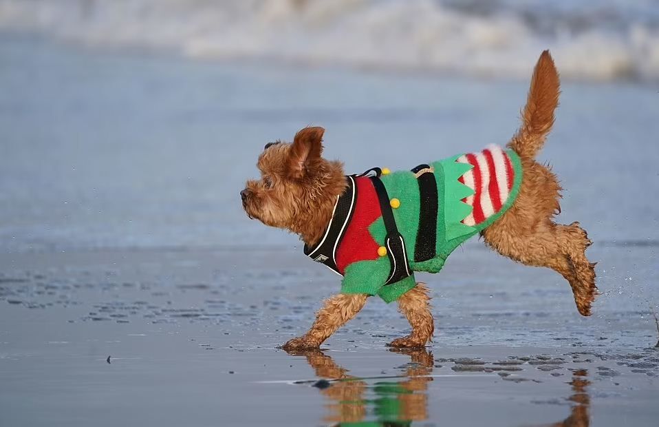 Англійці зустріли Різдво масовими купаннями у крижаній воді_3