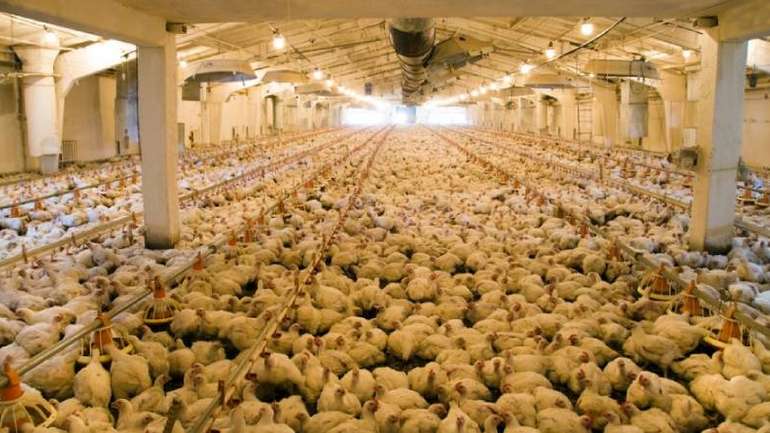 Птахофабрики можуть зупинити свою роботу