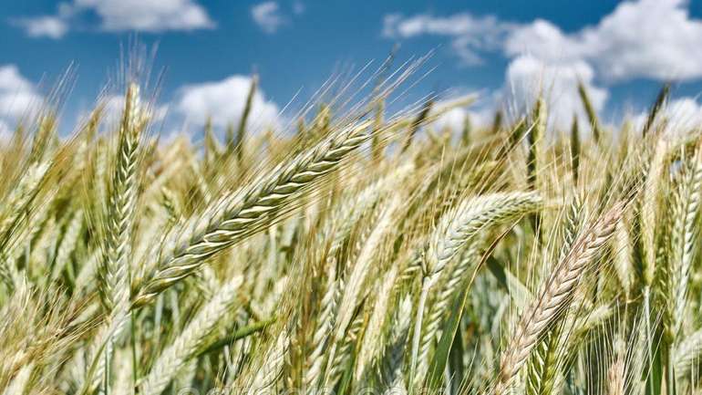 Українські науковці селекціонували новий сорт жита