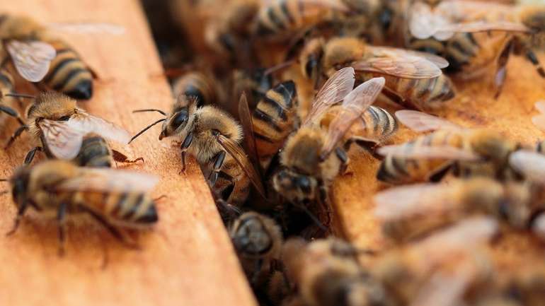 В уряді України пообіцяли захисти бджіл від отруєння