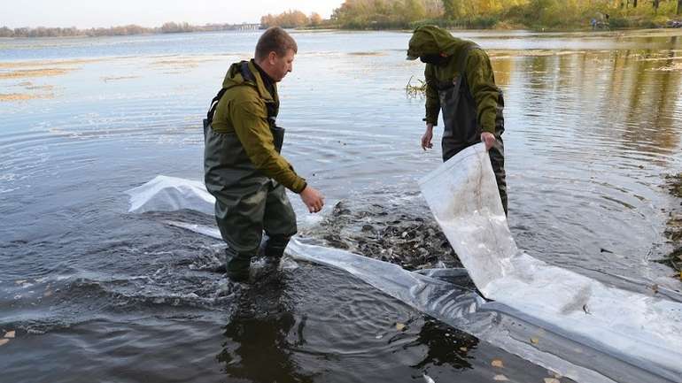 9 років і мінус 70%: в Україні істотно зменшилася популяція річкової риби
