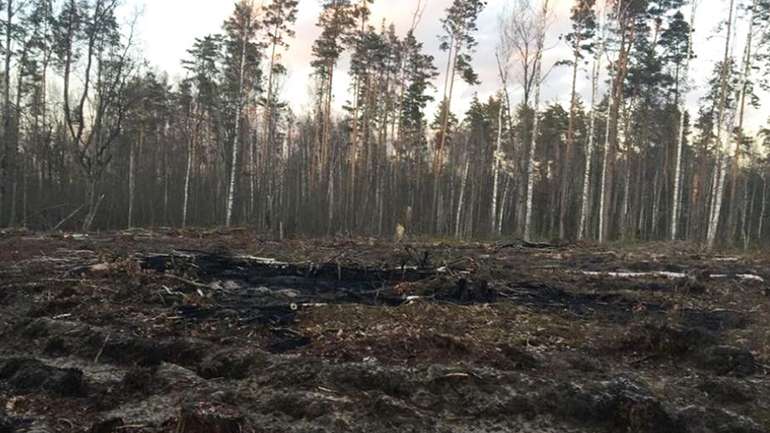 Вінницьким чиновникам завадили привласнити ліс