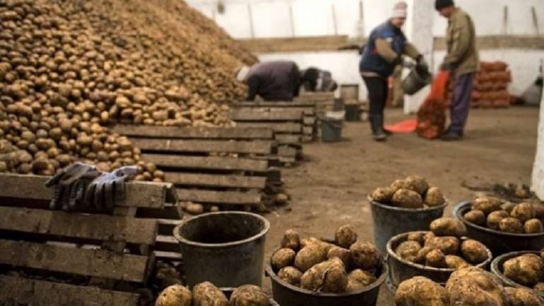 Наперекір продовольчій кризі з України тоннами вивозять картоплю