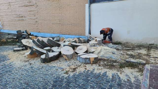 Роботи з випилювання дерев по вул. Шевченка, 3 у місті Полтаві