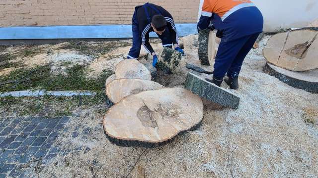 Роботи з випилювання дерев по вул. Шевченка, 3 у місті Полтаві