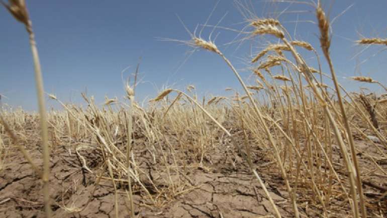 У передчутті глобального голоду: 60% озимих культур США буде втрачено через посуху