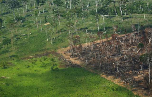 У Бразилії лісоруби масово знищують Амазонську сельву_2