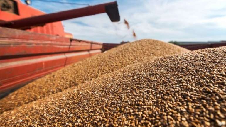 Світових запасів пшениці залишилося приблизно на 10 тижнів, – ООН