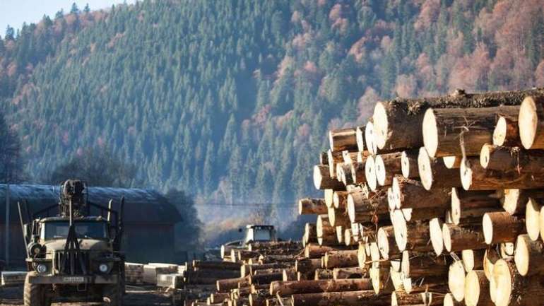 Поки російська армія грабує Україну, китайці гектарами вивозять сибірський ліс