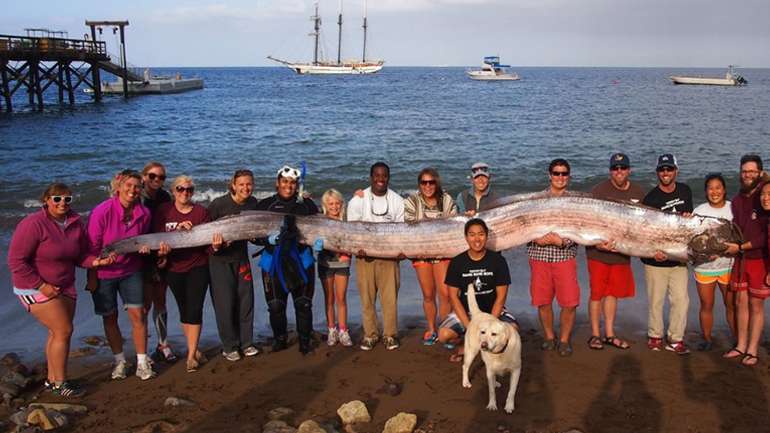 5-метрового оселедця упіймали рибалки у Чилі