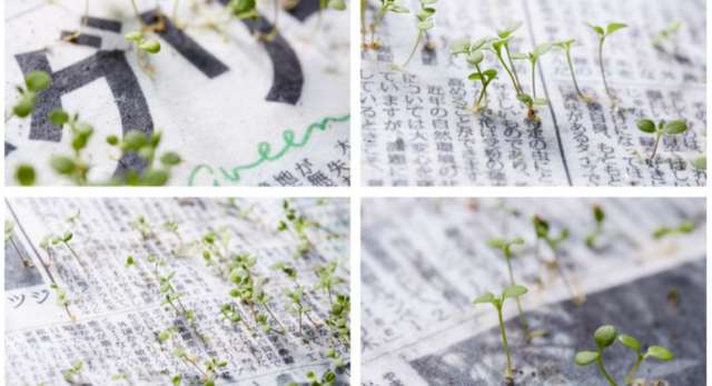 Японці винайшли газетний папір, що після використання проростає травою_1