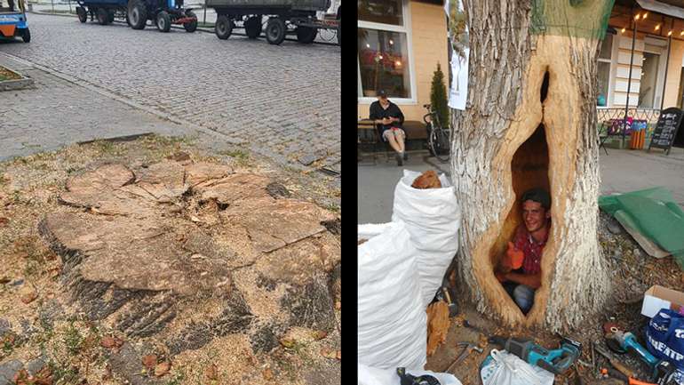 Як лікують дерева: у Полтаві під корінь, у Києві від кореня