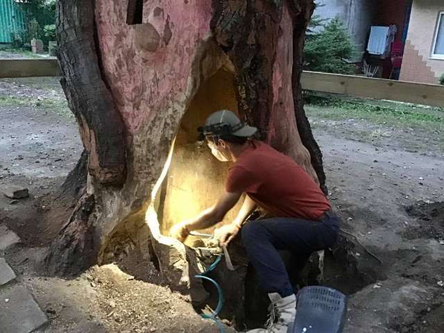Як лікують дерева: у Полтаві під корінь, у Києві від кореня_3