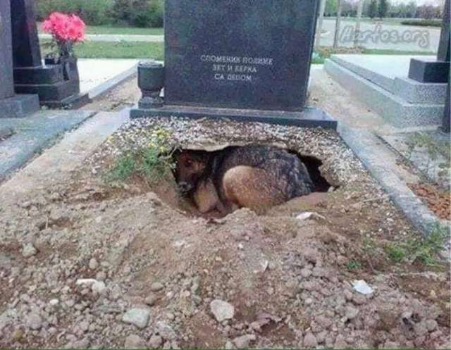 Друг, який назавжди поруч_13