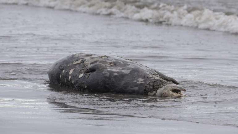 На узбережжі Каспійського моря знайдено тіла 2500 тюленів